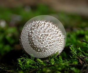 Nature's Golf Ball