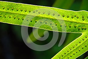 Nature`s green close-up of green fern leaf with spores