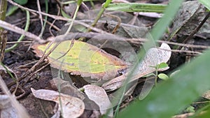 Nature’s Ground Cover