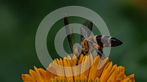 Nature\'s Harmony: Honeybee Pollinating Marigold Flower in Orange and Green