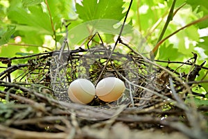 Nature\'s Haven: Dove Nest with White Eggs Amidst Vineyard\'s Splendor