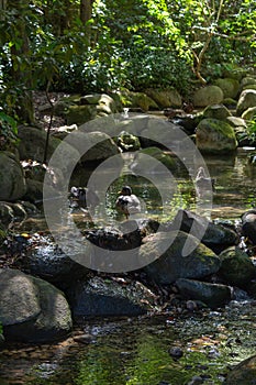 Nature's Hidden Gem: Majestic Waterfall Flows Through Serene Forest Brook