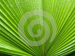 Nature's Intricacy: Closeup of Vibrant Green Leaf