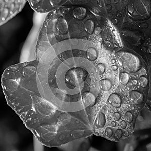 Nature's Jewels: Black and White Macro of Water-Drenched Leaf