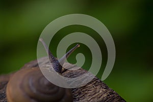 Nature\'s Journey: Snail on Wood Texture with Green Background