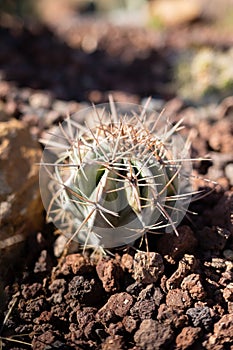 Nature\'s Living Sculpture: An Up-Close Look at the Fascinating World of Cacti