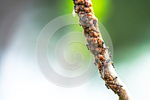 Nature's Microcosm: Macro Details of Swarm on Branch photo