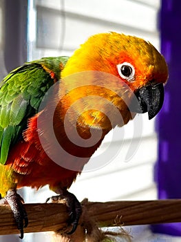 Nature's Palette: The Colorful Parrot photo