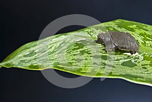 Nature\'s Palette: Softshell Turtle Atop Striped Greenery