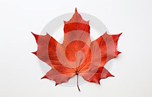 Nature's Perfect Isolation: Stunning Maple Leaf on a White Background