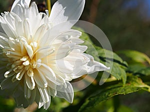 Nature`s perfection seen in this beautiful white flower