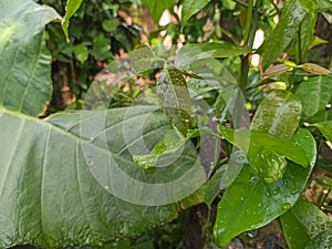 Nature's Quench: Raindrops Kiss Lush Melinjo Leaves