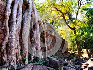 Nature\'s reclamation: Giant tree roots reclaim Khmer ruins, creating a striking scene in Cambodia