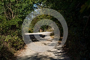 Nature\'s Reclamation: Unpaved Rural Road in Summer Light