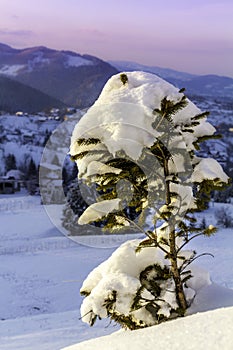 Nature's rejuvenation.small winter tree, covered with snow