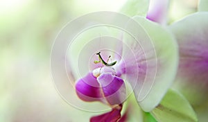 Nature's Relationship