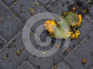 Nature\'s Resilience: Broken Naturally Fallen Mango on Pavement