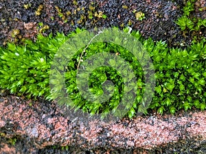 Nature's Resilience: Grass Thriving on Rocky Terrain