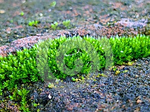 Nature's Resilience: Grass Thriving on Rocky Terrain