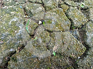 Nature's Resilience: Moss-Covered Concrete Oasis