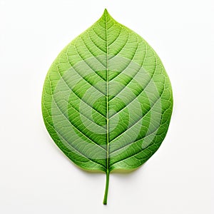Nature's Resilient Sole: A Vibrant Green Leaf Crowns a Blank Canvas