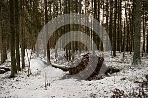 Nature\'s Sleeping Giant: Snow-Blanketed Fallen Tree in Pokainu Mezs, Dobele, Latvija