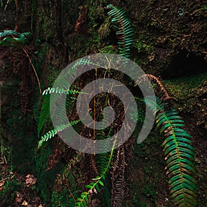 Nature\'s Spiral: Close-up of a fern leaf unfurling, showcasing its intricate pattern and vibrant green hues in a display of