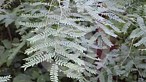 Nature\'s Sway: Gleditsia Triacanthos Branches Caressed by Wind