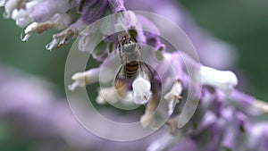 Nature\'s Sweet Symphony: Honey Bee Savoring Nectar from Lavender Flowers