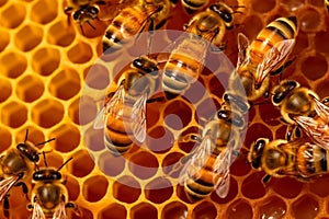 Nature\'s sweetness up close, bees busily attending to honey cells