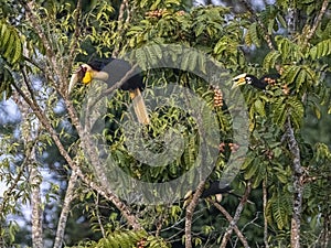 Nature\'s Treasures: Wreathed Hornbills Perched on Branches in Search of Food - Exquisite Wildlife Imagery