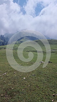 Nature's view of sky, cloud, green meadows & cows at hillstation namely Paye, location in Pakistan photo