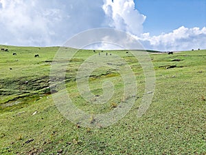 Nature's view of sky, cloud, green meadows & cows at hillstation namely Paye, location in Pakistan photo