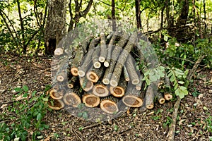 Nature\'s Warm Embrace: Stacked Firewood for Winter