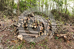 Nature\'s Warmth Stacked: Firewood Ready for Winter