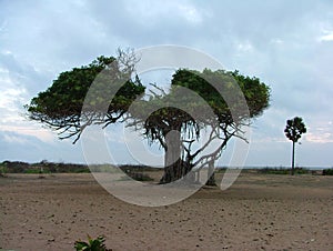 Nature's Wilderness, the energy of the sun-drenched planet