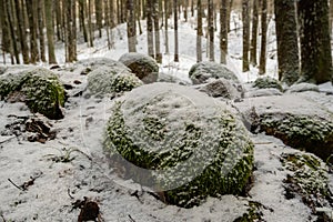 Nature\'s Winter Tapestry: Snow and Moss Clad Rocks in Pokainu Mezs, Dobele, Latvija