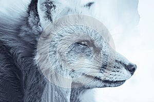 Nature's Wolf Closeup