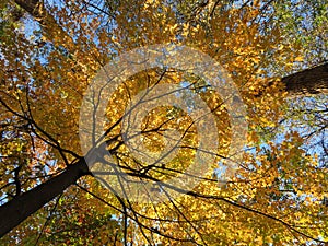 Nature`s Yellow Canopy in November