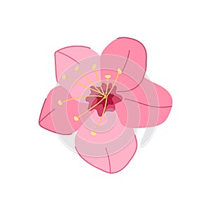 nature sakura cherry blossom cartoon vector illustration