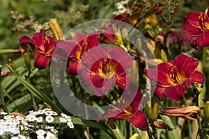 Red blooming lily on the garden photo