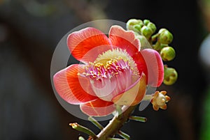 Nature Scene of Closeup Couroupita guianensis or Sal flower or Cannonball Tree flower with blurred background