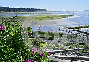 Courtenay estuary low tide in Spring photo