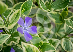 Close-up of beautiful small purple flowers of vinca vinca minor or small periwinkle, decoration of garden among green grass.