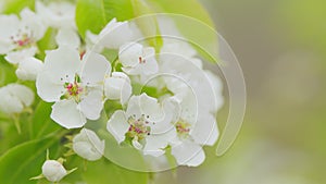 Nature scene with flowering white pear flower. Trees swaying in the wind, fruit orchards blooming. Close up.