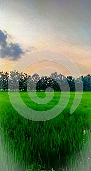 Nature scene in Indian in which sky and paddy field are seen