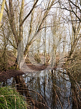 nature scene outside winter bare trees reflection in pool of water