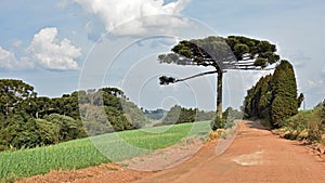 Nature scene of a pinheiro tree made in Brazil Parana photo