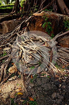 Nature scene root of the tree in forest