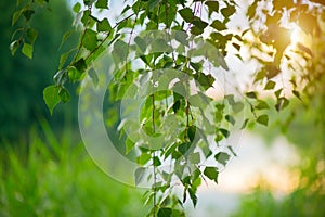 Nature scene. Spring landscape with sun. Beautiful nature tranquil scene. Birch tree leaves in sun light close-up. Outdoor